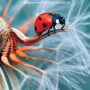 Spiritual Ecology