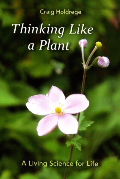 Thinking Like a Plant