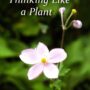 Thinking Like a Plant