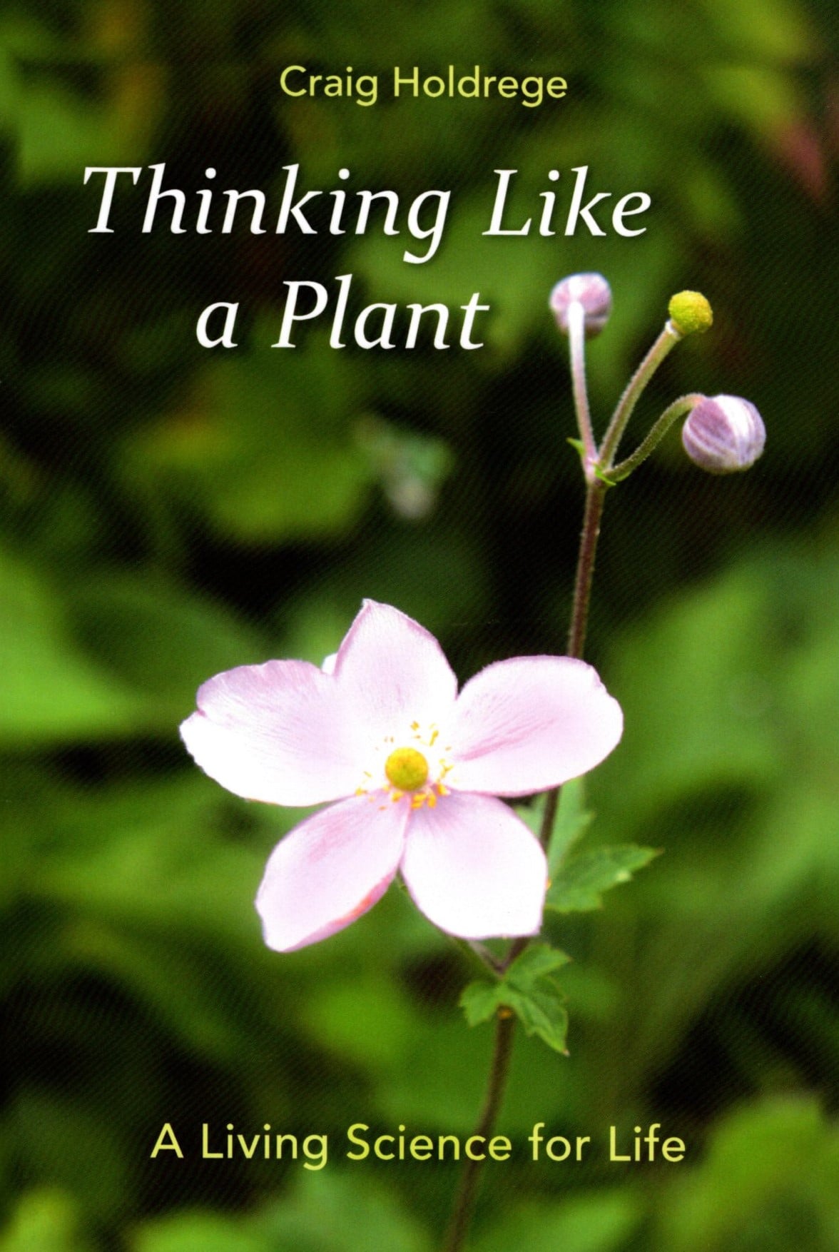 Thinking Like a Plant