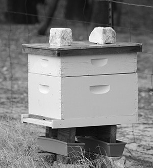 Dr. Rudolf Steiner Bookstore and Marketplace