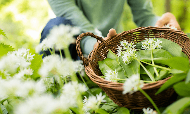 Dr. Rudolf Steiner Bookstore and Marketplace