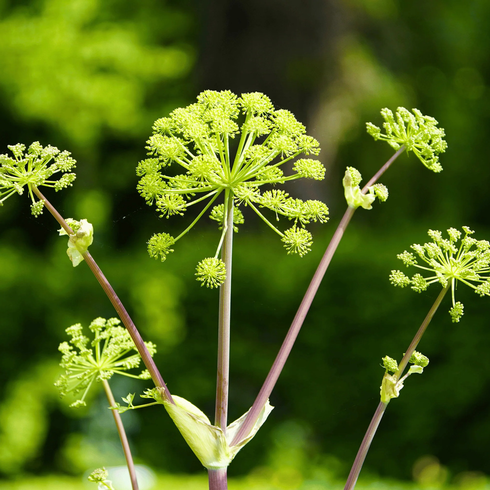 Angelica archangelica in flower — Archangelica Eucalyptus Ointment by Uriel Pharmacy
