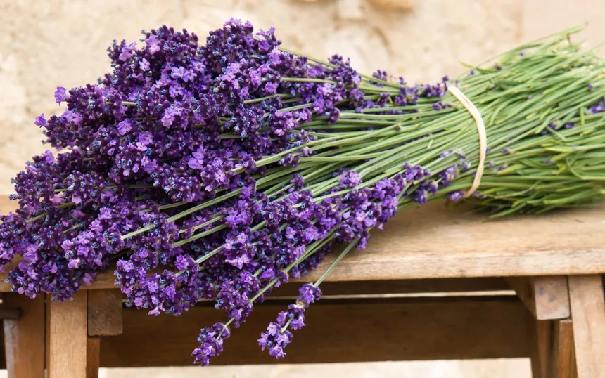 Lavender in flower — Lavender Quartz Ear Oil by Uriel Pharmacy