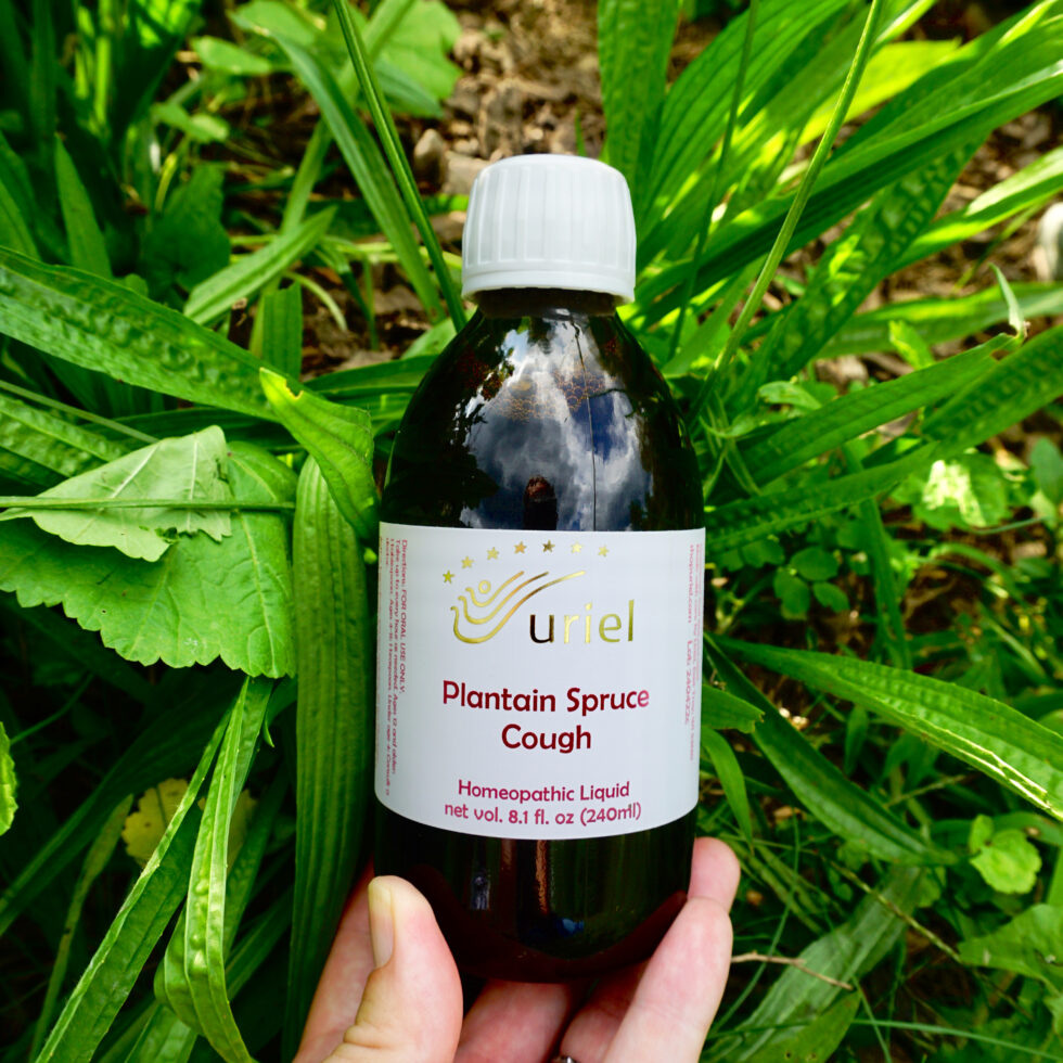Bottle held among plantain leaves — Plantain Spruce Cough Syrup 240ml by Uriel Pharmacy