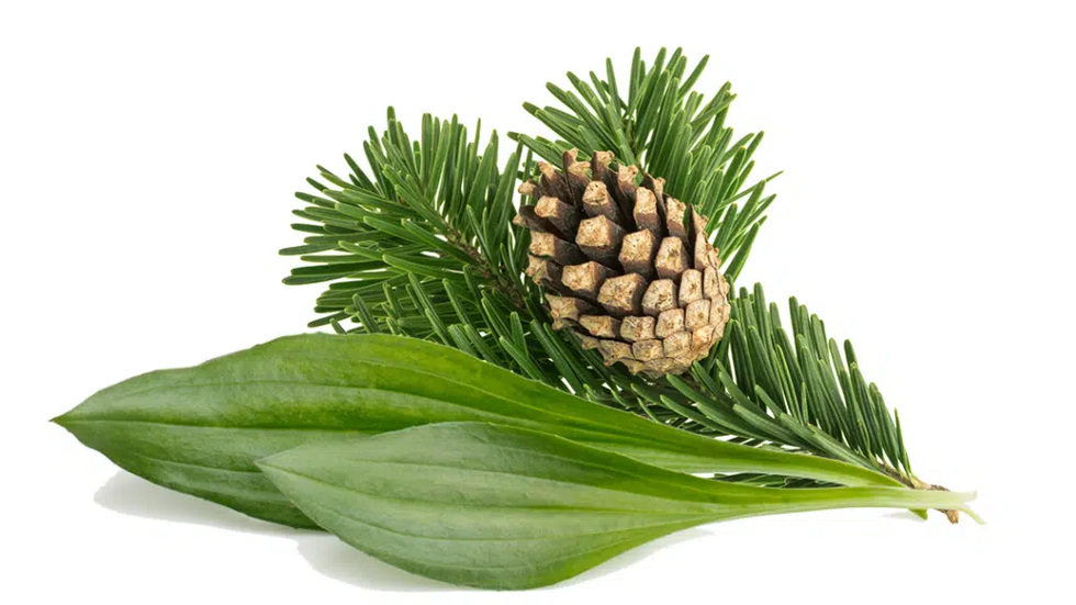 Plantain leaves and spruce cone — Plantain Spruce Cough Syrup 240ml by Uriel Pharmacy