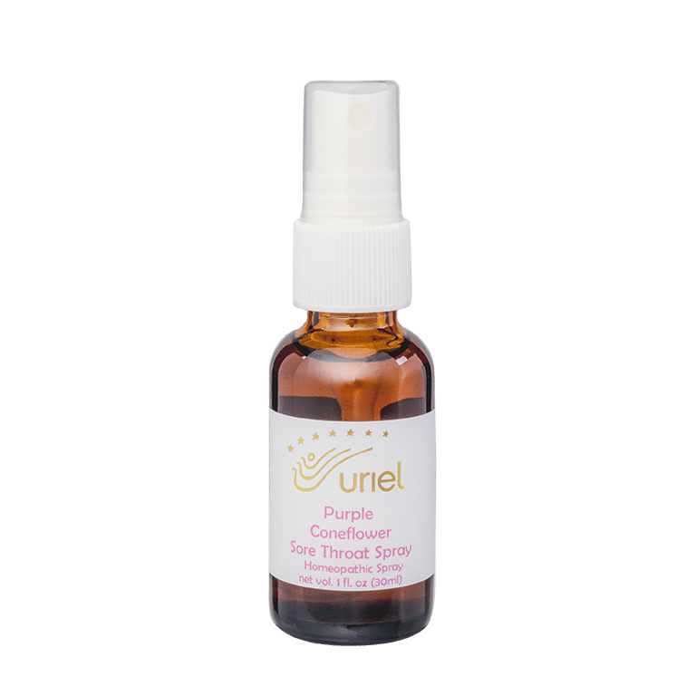 Purple Coneflower Spray by Uriel Pharmacy