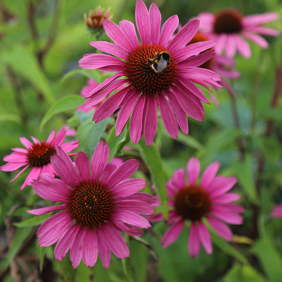 Purple coneflower (Echinacea purpurea) in bloom — Purple Coneflower Spray by Uriel Pharmacy